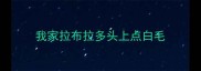 我家拉布拉多头上点白毛
