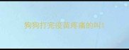 狗狗打完疫苗疼痛的叫