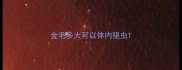 金毛多大可以体内驱虫