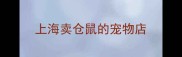 上海卖仓鼠的宠物店