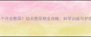 小狗几个月会憋尿幼犬憋尿期全攻略科学训练与护理指南