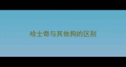 哈士奇与其他狗的区别