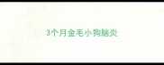 3个月金毛小狗脑炎