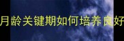 柯基犬幼犬训练全攻略3月龄关键期如何培养良好习惯附科学训练时间表