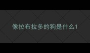 像拉布拉多的狗是什么
