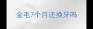 金毛7个月还换牙吗