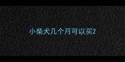 小柴犬几个月可以买