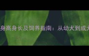 拉布拉多犬标准身高身长及饲养指南从幼犬到成犬的全周期数据