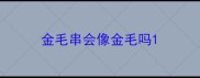 金毛串会像金毛吗