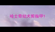哈士奇幼犬剪指甲