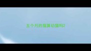 五个月的猫算幼猫吗