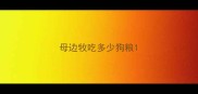 母边牧吃多少狗粮