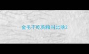 金毛不吃狗粮叫比啥