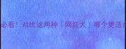 金毛vs萨摩必看对比这两种网红犬哪个更适合家庭饲养