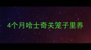 4个月哈士奇关笼子里养