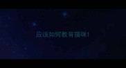 应该如何教育猫咪