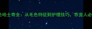 巧克力色哈士奇全从毛色特征到护理技巧养宠人必看指南