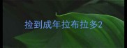 捡到成年拉布拉多