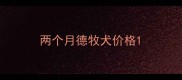 两个月德牧犬价格