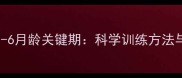 金毛犬幼犬3-6月龄关键期科学训练方法与沟通技巧全