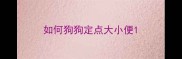 如何狗狗定点大小便