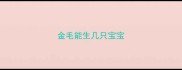金毛能生几只宝宝