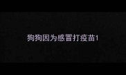 狗狗因为感冒打疫苗