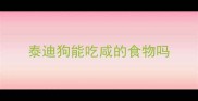 泰迪狗能吃咸的食物吗
