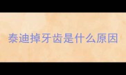 泰迪掉牙齿是什么原因