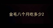 金毛八个月吃多少