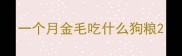 一个月金毛吃什么狗粮