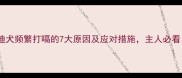 泰迪犬频繁打嗝的7大原因及应对措施主人必看