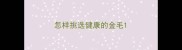 怎样挑选健康的金毛