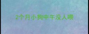 2个月小狗中午没人喂