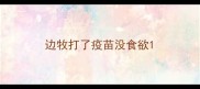 边牧打了疫苗没食欲