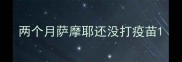 两个月萨摩耶还没打疫苗