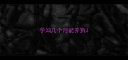 孕妇几个月能养狗