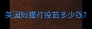 英国短猫打疫苗多少钱