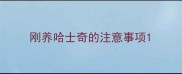 刚养哈士奇的注意事项