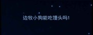 边牧小狗能吃馒头吗