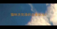猫咪洗完澡的应激反应