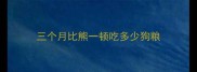 三个月比熊一顿吃多少狗粮