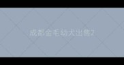 成都金毛幼犬出售