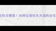 武汉边牧买哪里纯种边境牧羊犬选购全攻略