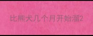 比熊犬几个月开始溜