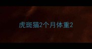 虎斑猫2个月体重