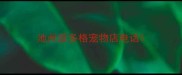 池州派多格宠物店电话