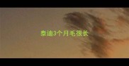 泰迪3个月毛很长