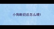 小狗断奶后怎么喂