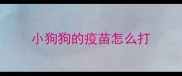小狗狗的疫苗怎么打